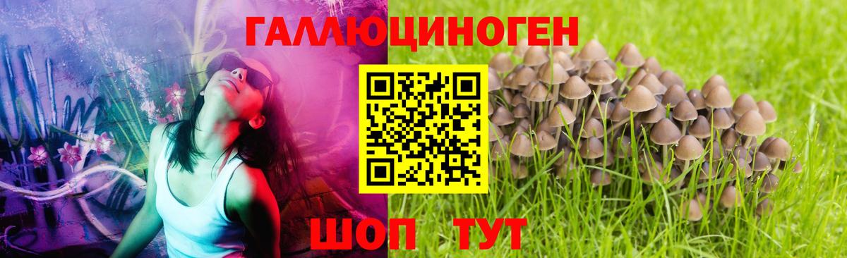 Галлюциногенные грибы Cubensis Заволжье